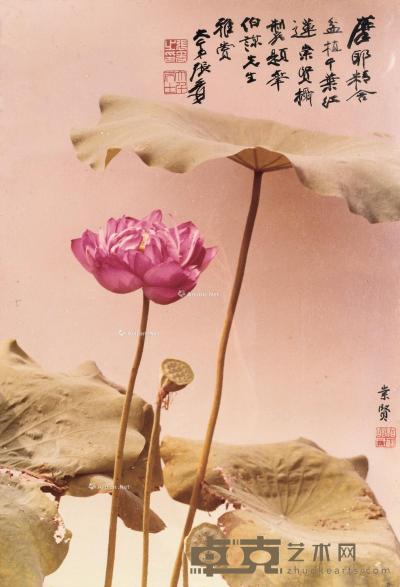  花卉相片 51×35cm